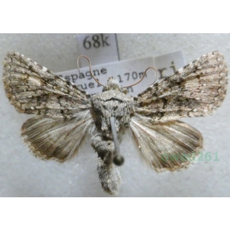 Recoropha canteneri (Duponchel, 1833) Spain68k